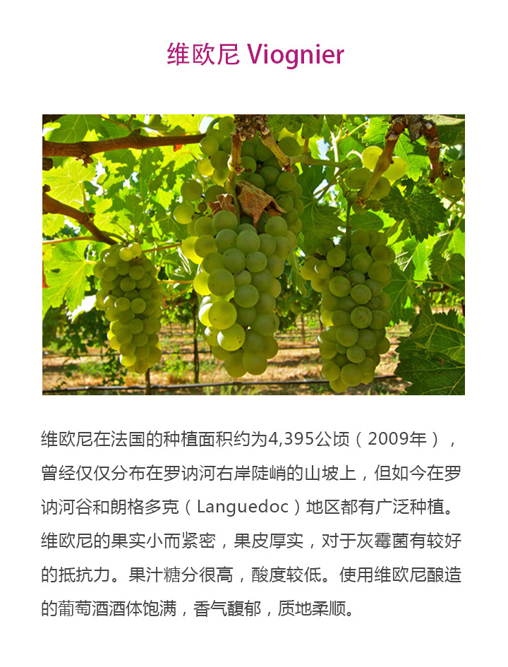 维欧尼.jpg